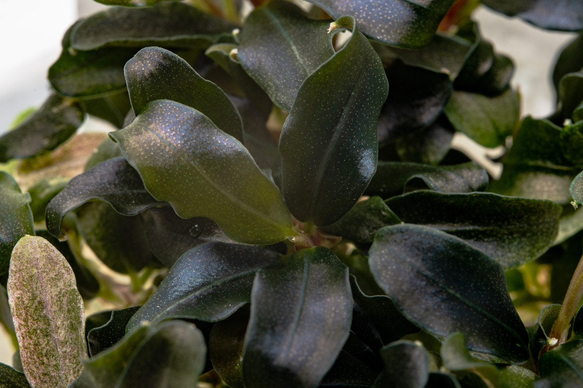 Bucephalandra Sekadau Giant Blue - Live Buce | Glass Aqua