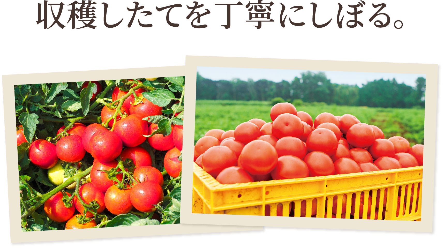 夏しぼり(30本)｜旬の会ラインナップ ｜【カゴメの通販】カゴメ健康直送便