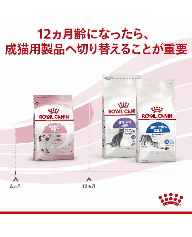 ロイヤルカナン キトン 400g（3182550702379）｜猫フード・おやつ（猫