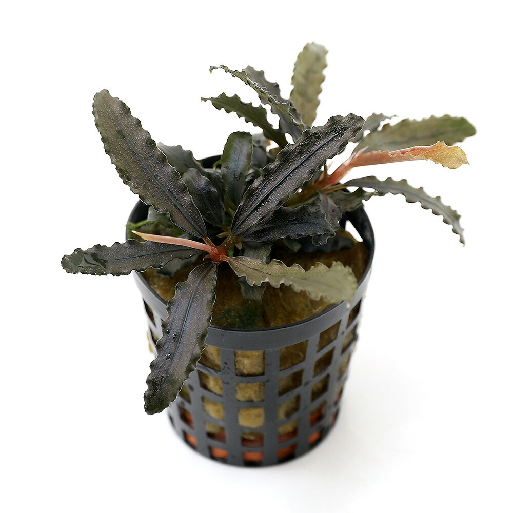 楽天市場】（水草）ブセファランドラ ソルディデュラ ブルー（トロピカ