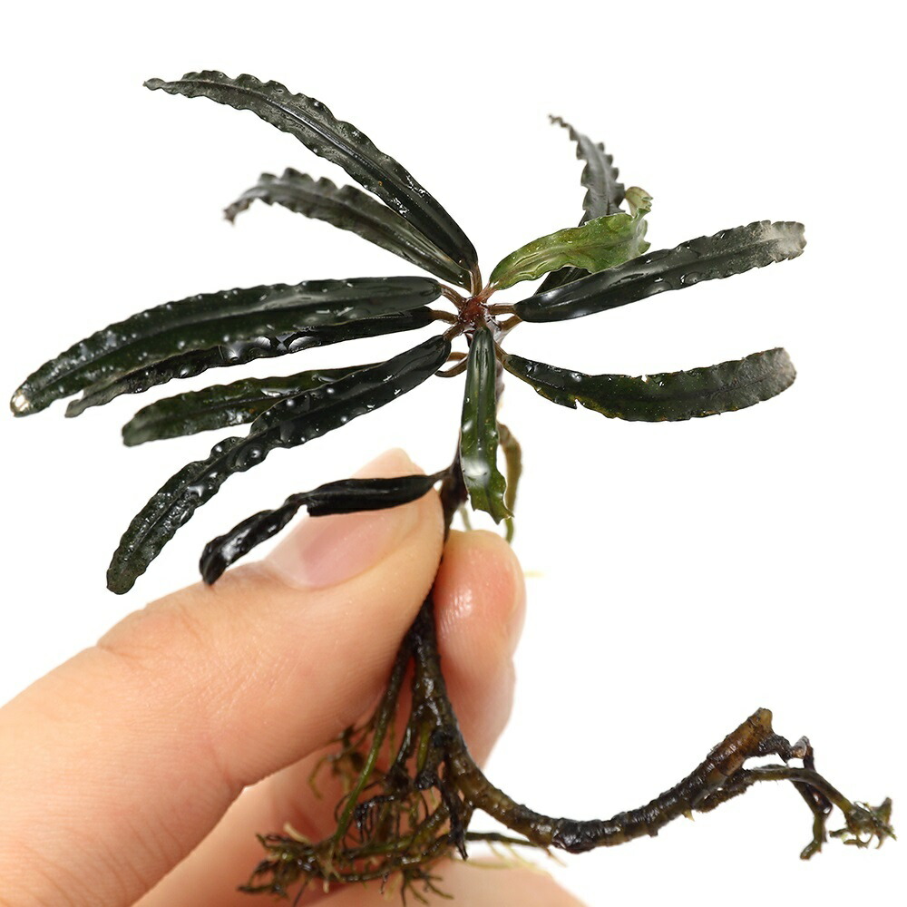 楽天市場】（水草）ブセファランドラsp．ゴースト2016（水上葉