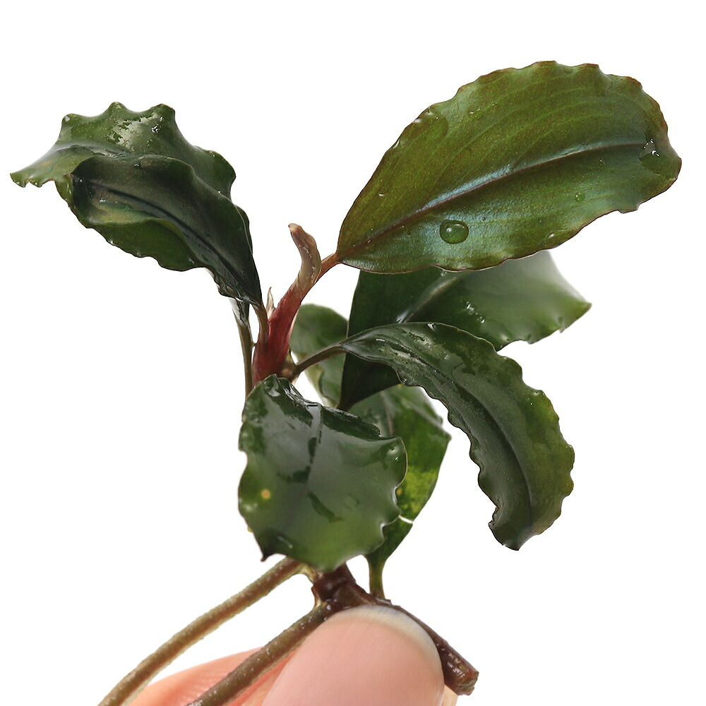 楽天市場】（水草）ブセファランドラsp．ゴースト2016（水上葉