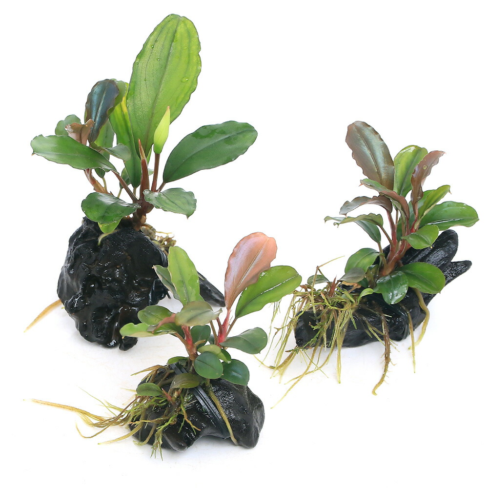 楽天市場】（水草）☆活着済☆ ブセファランドラsp．グリーン