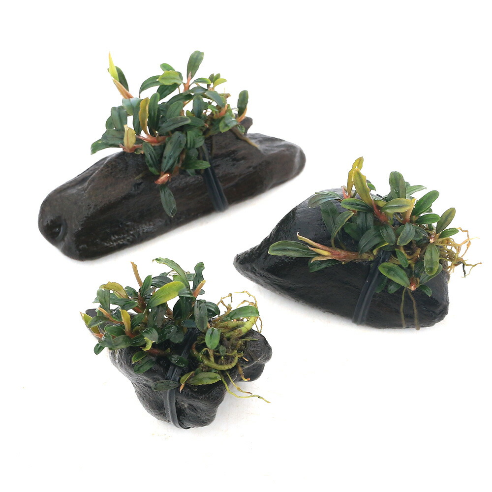 楽天市場】（水草）☆活着済☆ ブセファランドラsp．ティア（東南便