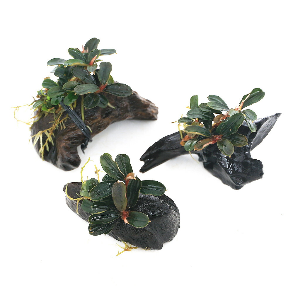 楽天市場】（水草）☆活着済☆ ブセファランドラsp．ティア（東南便