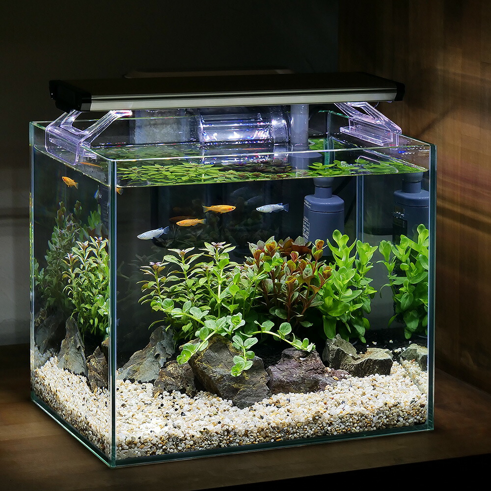 ガラス水槽 小型 水草・岩レイアウト LEDライト付き 楽天市場