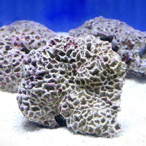 ライブロック特集 | チャーム