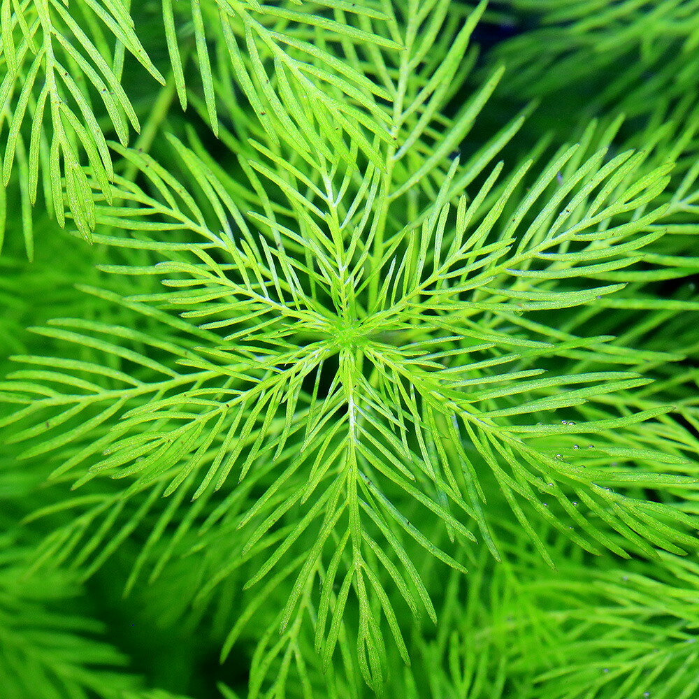 楽天市場】（水草）ホシクサsp．クチ（水中葉）（無農薬）（1株