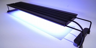 楽天市場】ボルクスジャパン グラッシーレグナ マリン 60 【熱帯魚