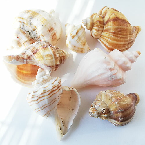 楽天市場】巻貝の貝殻 夏 マリン 海 サマー 夏休み 10g Kai-002
