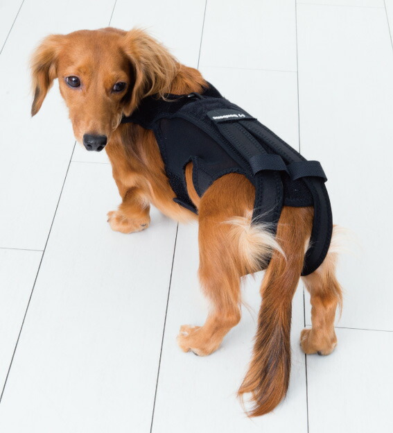 楽天市場】［当日出荷］（送料無料）（anifull）わんコル 犬用