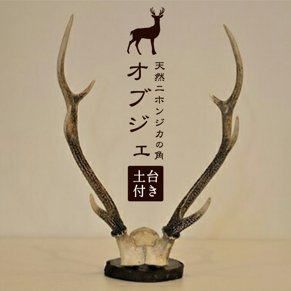 エゾシカの角 北海道 鹿の角 蝦夷鹿 送料込み！ 3セット 送料無料】 北海道