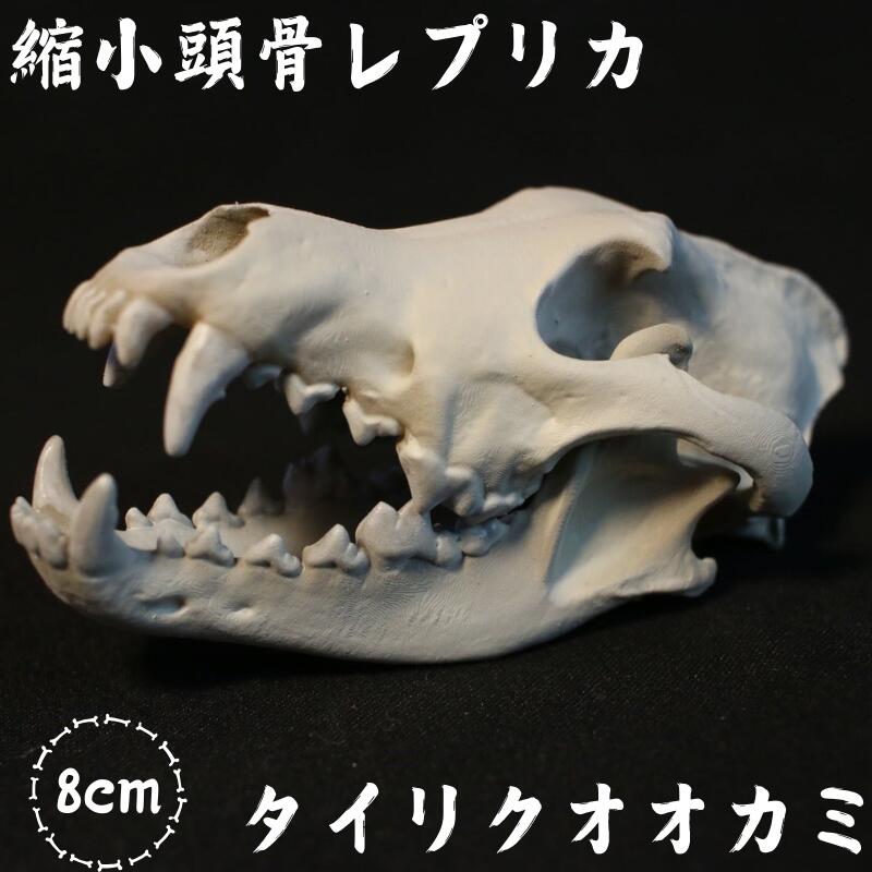 楽天市場】リアル 頭蓋骨 狼 骨格 模型 スカル 標本 レプリカ ドクロ