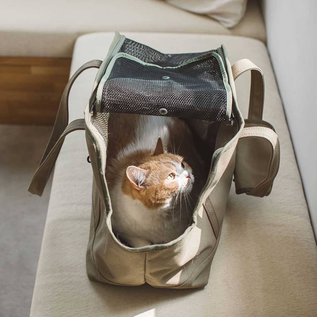 楽天市場】DUCA キャリー Mサイズ 猫用 : フリーステッチ