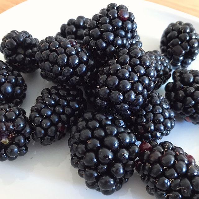 楽天市場】◇送料無料◇ ブラックベリー 苗 【大実 ジャンボブラック