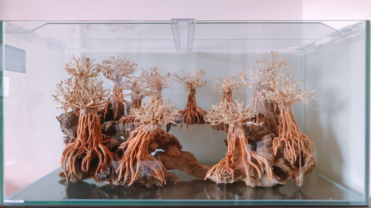 楽天市場】【送付無料・お買い得】熱帯魚用最高品質 幅広い品種及び