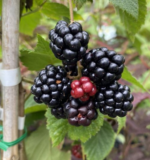 楽天市場】ブラックベリー 苗 【トゲなし 超大実 トリプルクラウン】 2