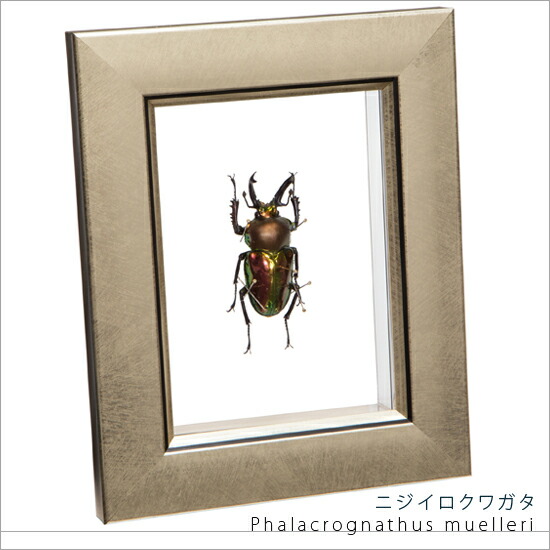 ギラファノコギリクワガタ ニルギリエンシス！標本！ ギラファ
