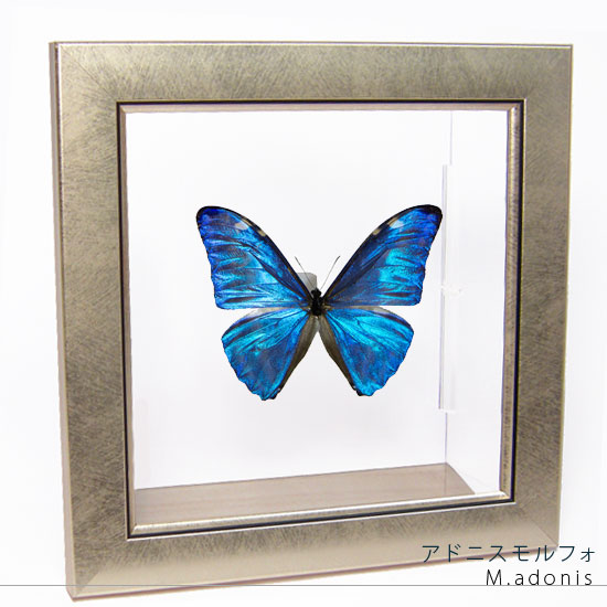 蝶の標本 約100匹 木製フレーム入り 楽天市場】昆虫標本 蝶の標本