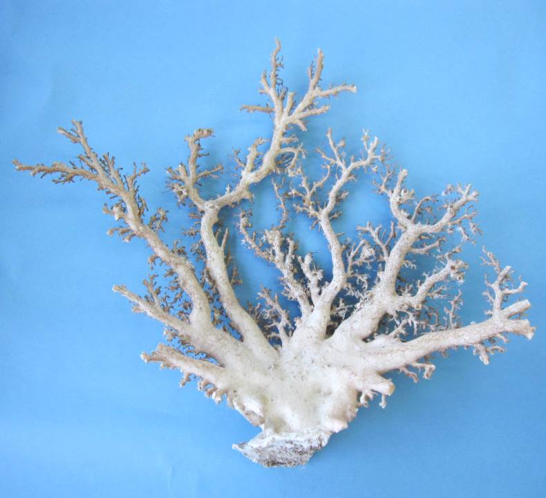 楽天市場】白珊瑚 置物｜珊瑚 fossil Coral サンゴ コーラル さんご