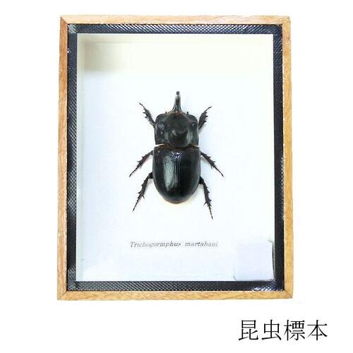 楽天市場】昆虫の標本 ツヤクワガタエレガンス Odontolabis elegans