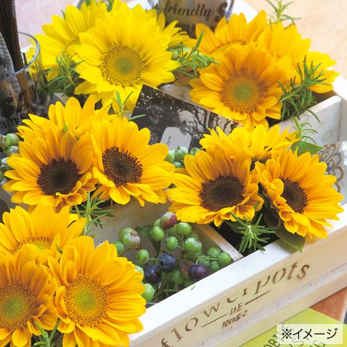 ひまわり・F1サンリッチUP フレッシュオレンジ| 種・苗・ガーデニング