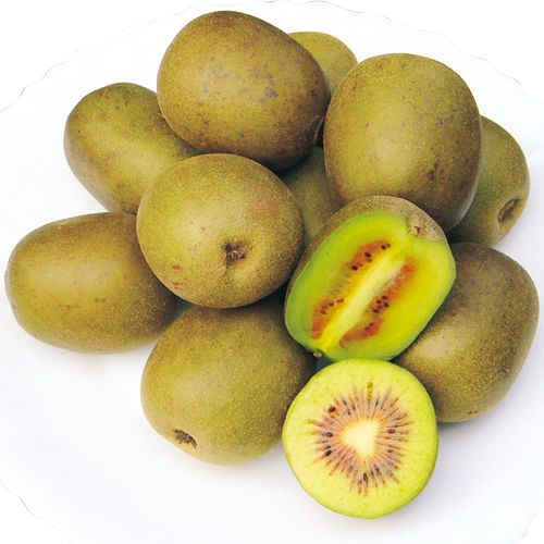 カラフルウッドブランコ♪キウイのツルஐ キウイフルーツ - 庭木図鑑