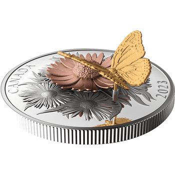 パナマ産特大モロンキンイロコガネ29mm