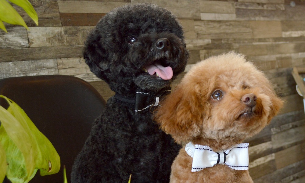 業務用リボン・トリミングチョーカー卸サイト【星印】