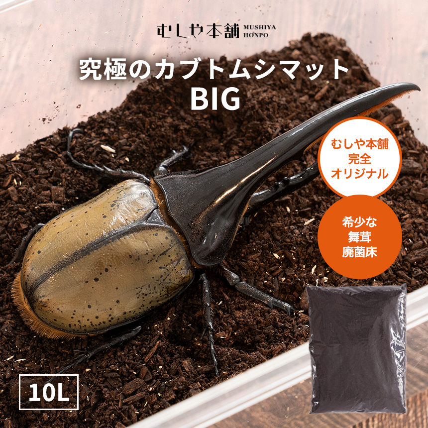 高カロリー！廃菌床発酵カブトムシ マット「BIG」10リットル 1袋】昆虫