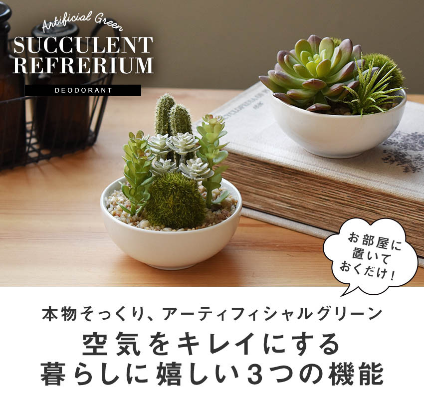 キシマ（KISHIMA） CT触媒 多肉植物 サキュレントリフレリウム 寄植え
