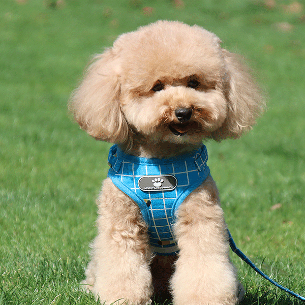 犬 ハーネスリードセット チェック柄 胸あて式 胴輪 ハーネス リード