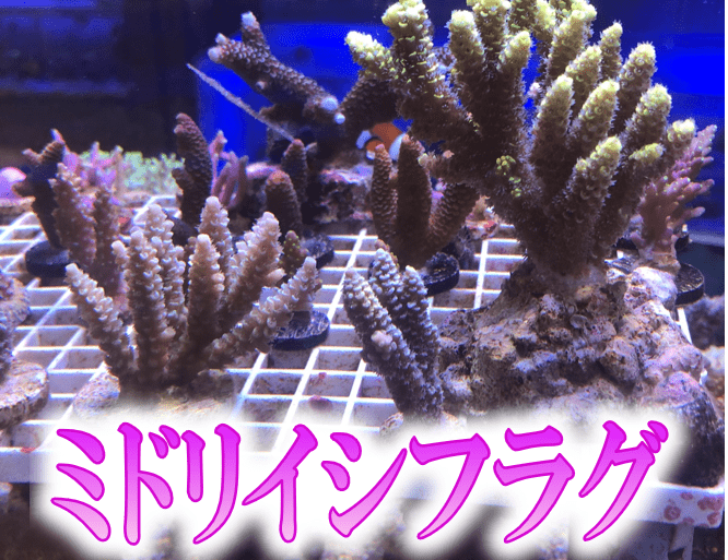 サンゴ ミドリイシ No.7 オーストラリア産 ヤセミドリイシ 【16時まで