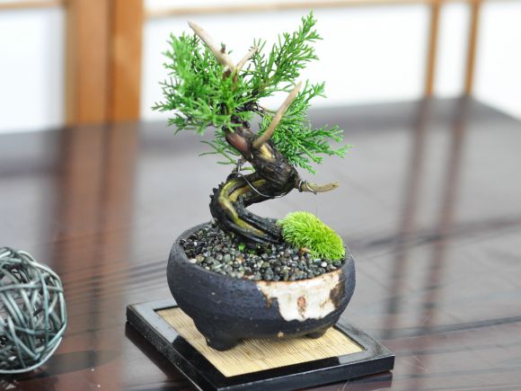 小品 真柏 松盆栽 鉢植え ミニ盆栽 ギフト 贈り物 おしゃれ モダン