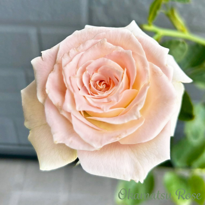 引退品バラ売り可 まとめ売り(バラ可)引退 ZX ゼクス 引退まとめ売り