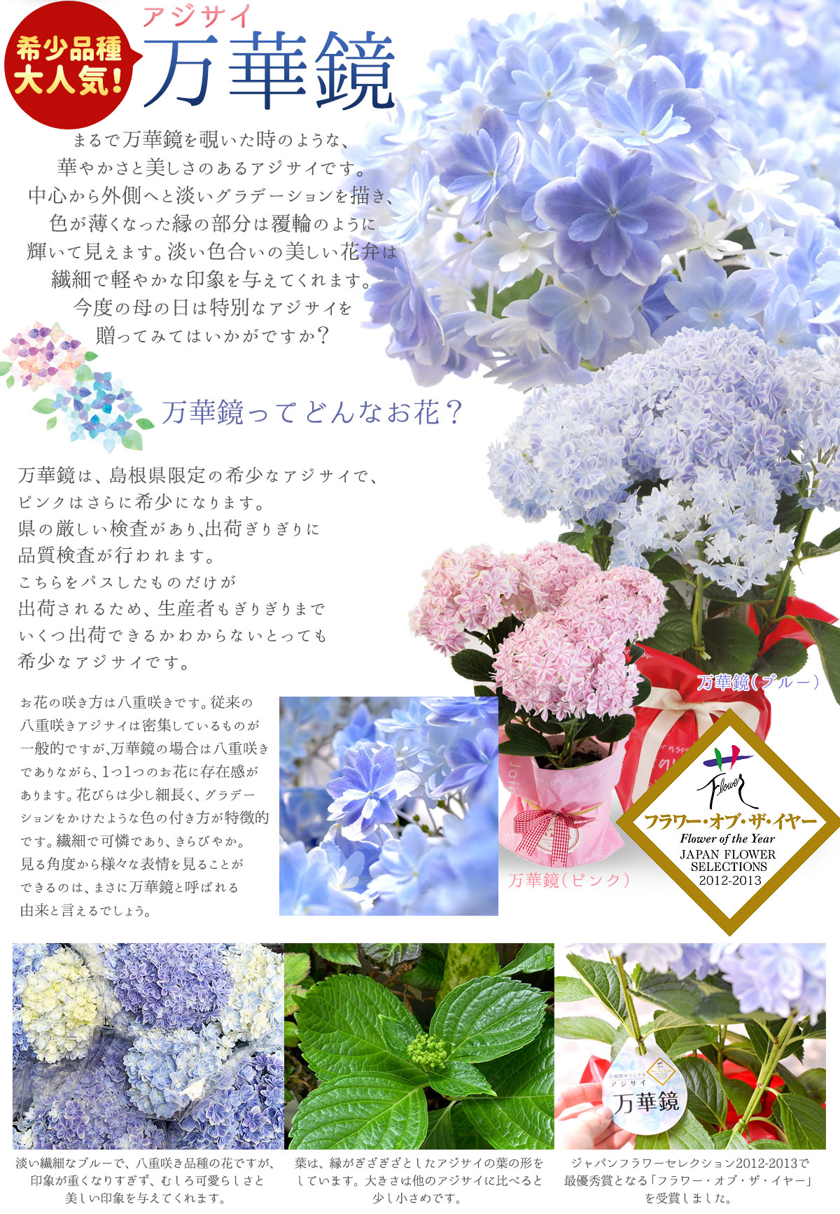 2025年 母の日ギフト アジサイ 鉢植え 5号鉢 島根の稀少品種 紫陽花