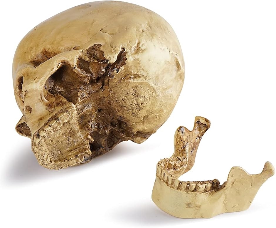 頭骨 人体模型 ドイツ 髑髏 ドクロ 置物 オブジェ アートvintage 頭骨