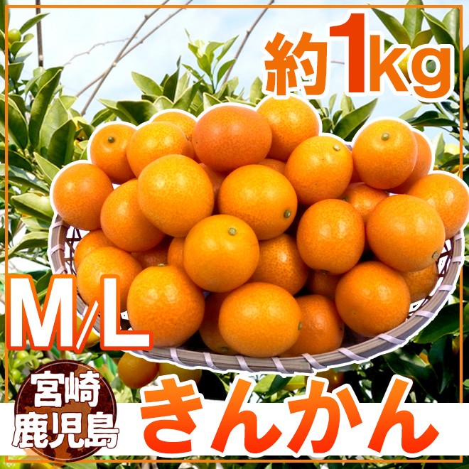宮崎・鹿児島県 ”きんかん” 秀品 M/L 約1kg 金柑【予約 11月下旬以降