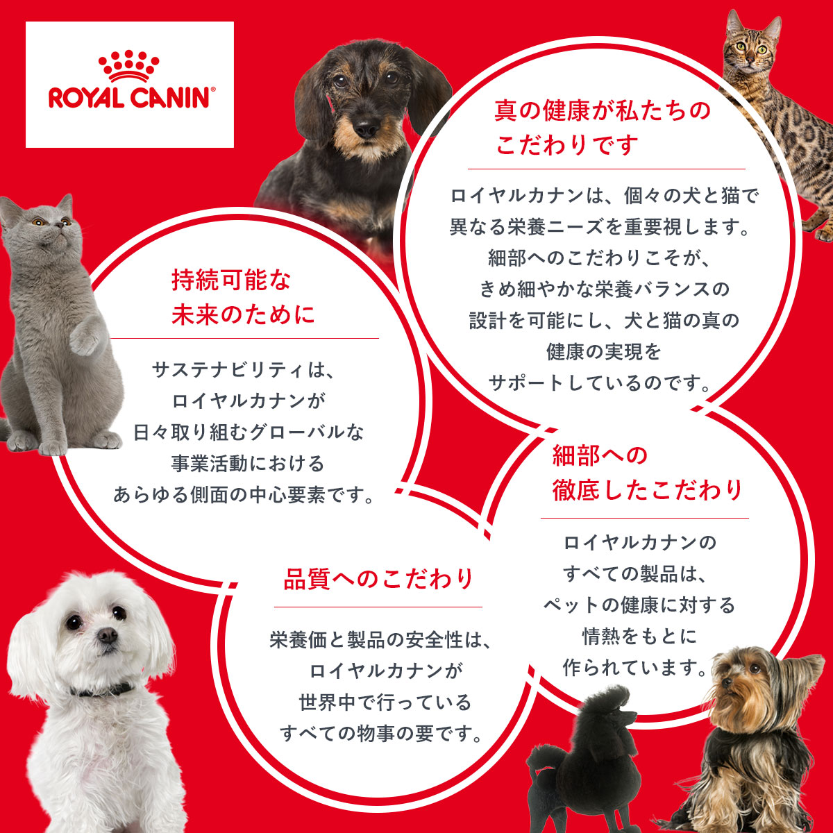 ロイヤルカナン（ROYAL CANIN） 犬 ドッグフード 柴犬専用フード 成犬