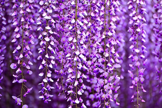 タペストリー 藤の花 インテリア おしゃれ グリーン ナチュラル 魔除け