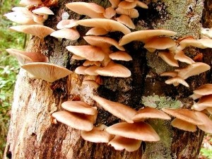 きのこ種駒】キノックス 「ひらたけ（別名：しめじ） H64号」種駒 500