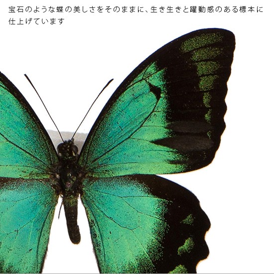 アグリアス・ペリクレス・ペリクレス・超高鮮度極美個体・奇跡の野外品