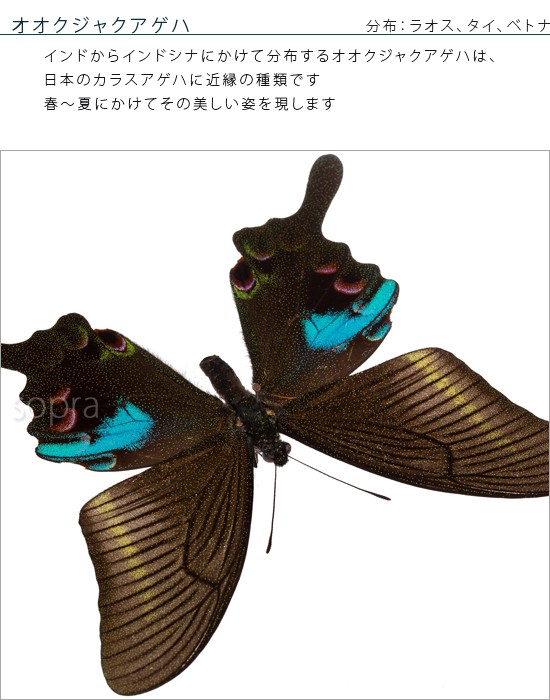 昆虫標本 蝶の標本 オオクジャクアゲハ メタリック調ライトフレーム
