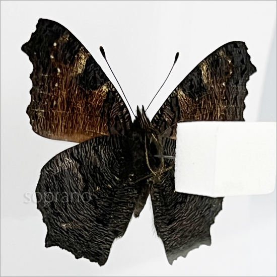 昆虫標本 蝶の標本 クジャクチョウ メタリック調ライトフレーム