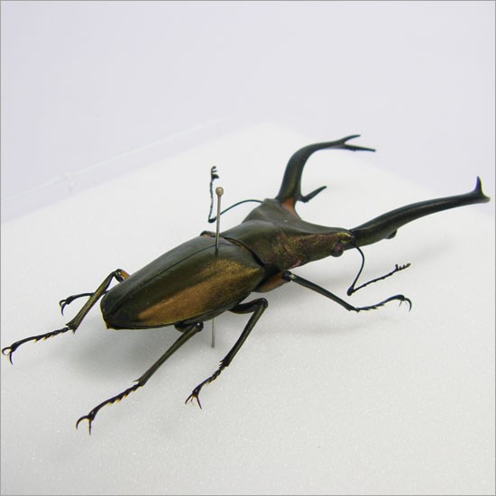 エラフスホソアカクワガタ 標本 98mm エラフスホソアカクワガタ 標本