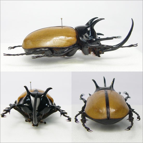 昆虫標本 ゴホンツノカブト メタリック調ライトフレーム : ソプラノ