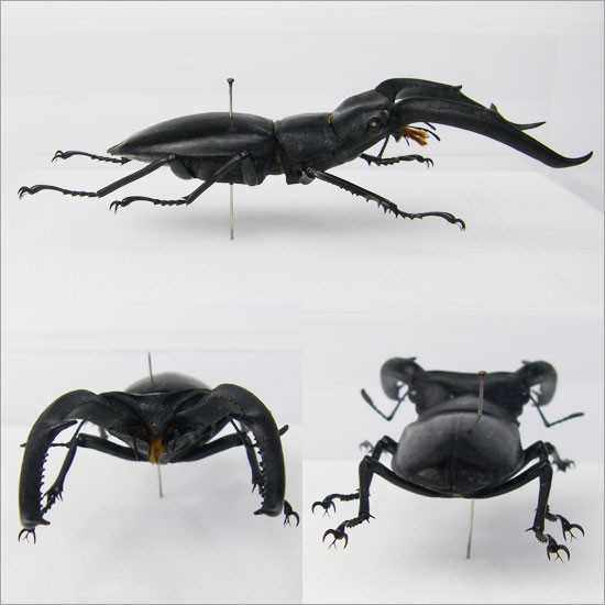 超 マンディブラリス ×リノケロス ハイブリッド 交雑種 標本 約78