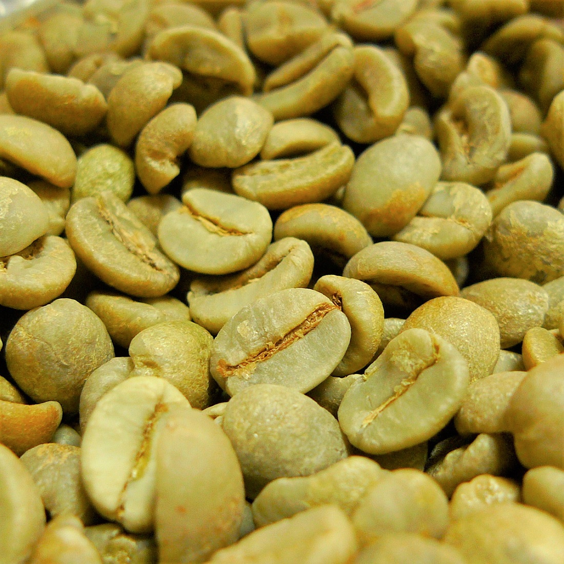 コーヒー ブラジル サントス生豆 5kg ブラジル サントス No.4/5