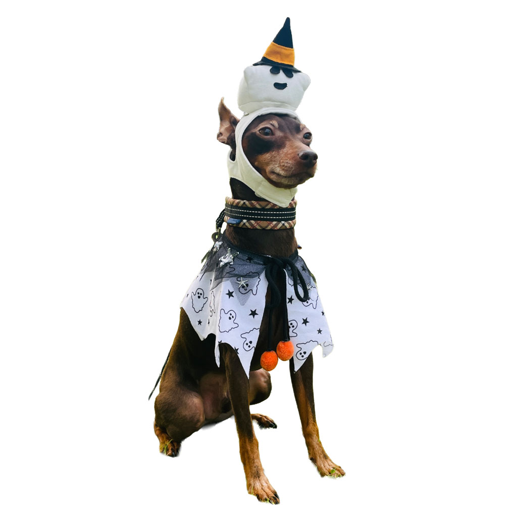 VERY 犬服 ハロウィンコスチューム 小型犬 かぼちゃ おばけ 魔女