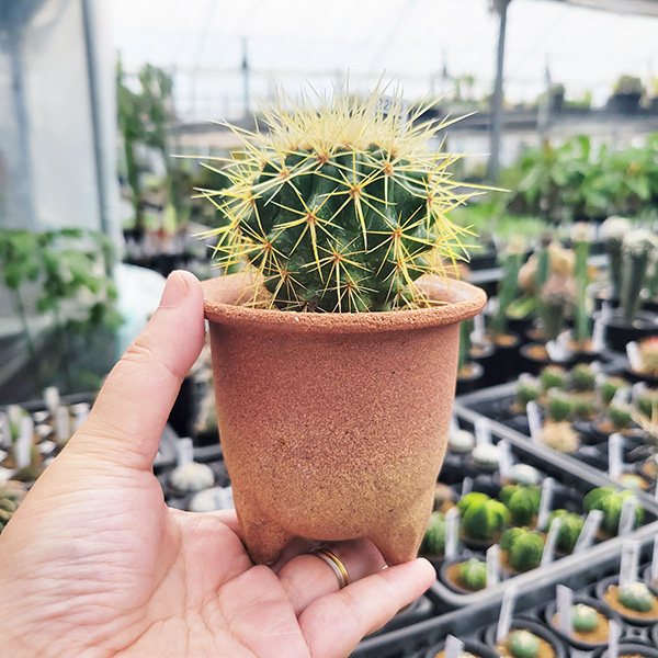 サボテン:エキノカクタス 金鯱 瀬戸焼鉢* 棘トゲ 丸鉢 和 陶器鉢